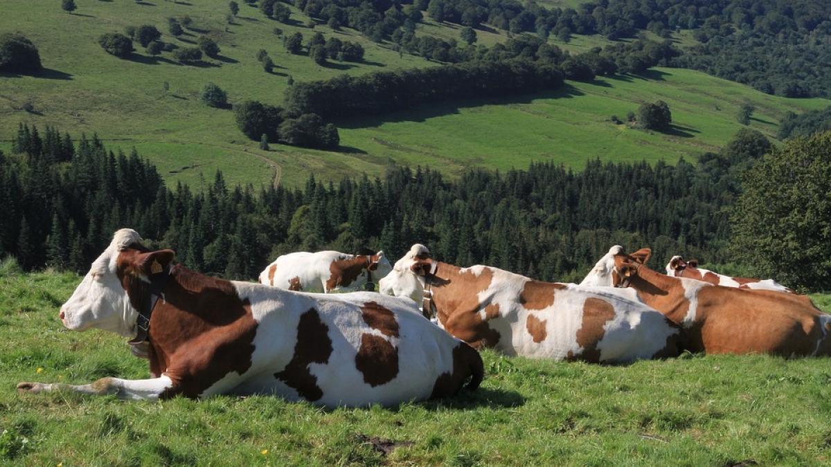 o tanara a vandut doua vaci pe care le furase de la un vecin ce au aflat politistii