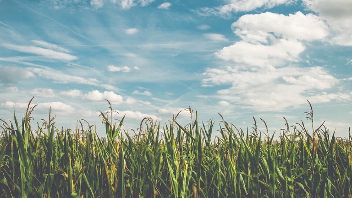 descoperire bizara intr un lan de porumb din arad