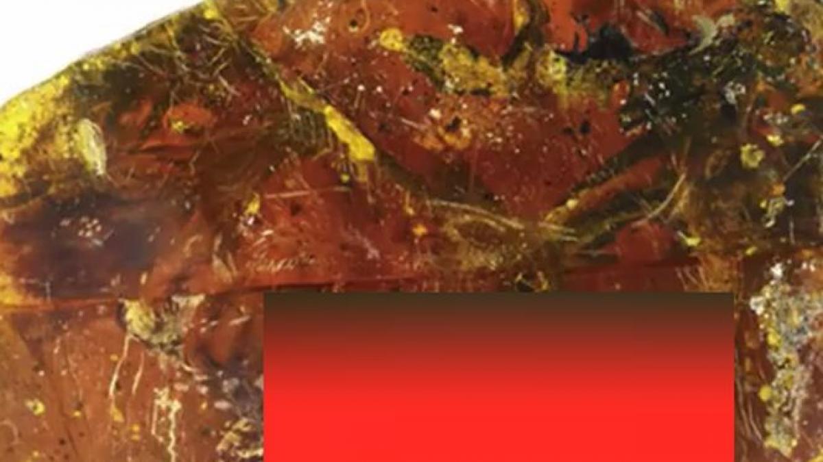 descoperire unica in lume ce au gasit arheologii intr o bucata de chihlimbar