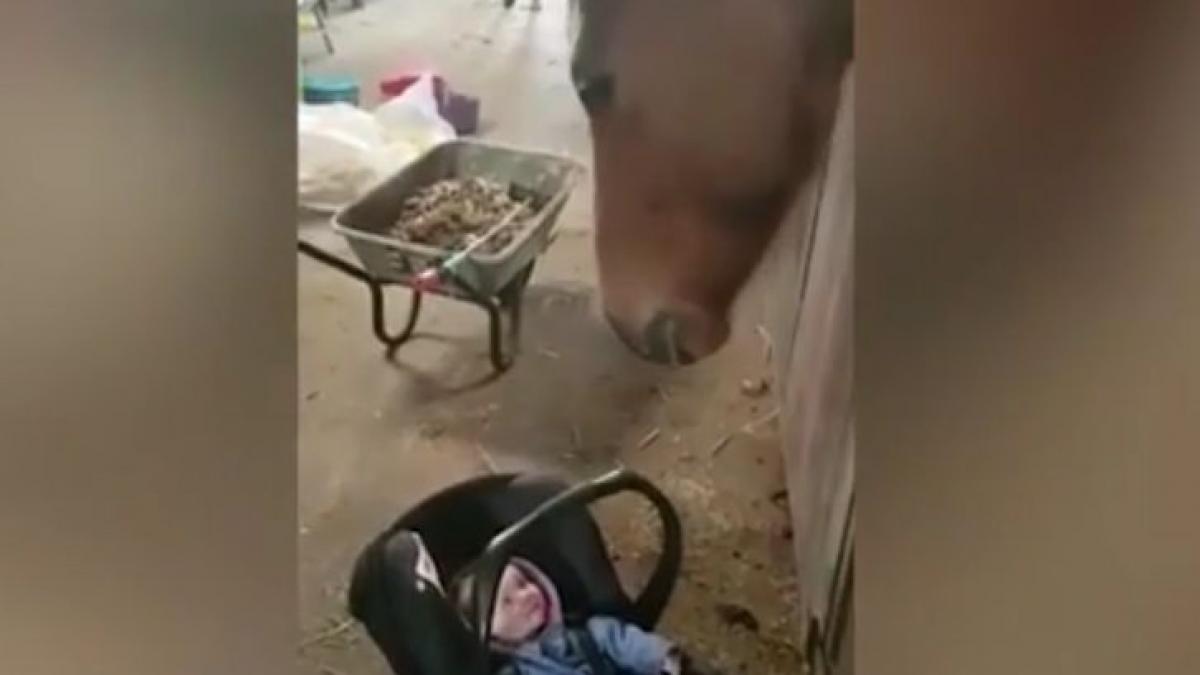 si au lasat bebelusul cu un cal ce a urmat i a lasat fara cuvinte nu se poate asa ceva