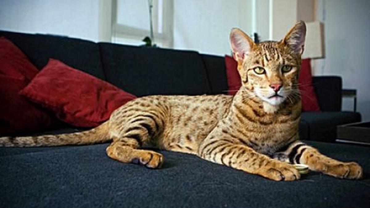 topul celor mai scumpe pisici din lume ce rasa ajunge sa coste cat un bolid de lux