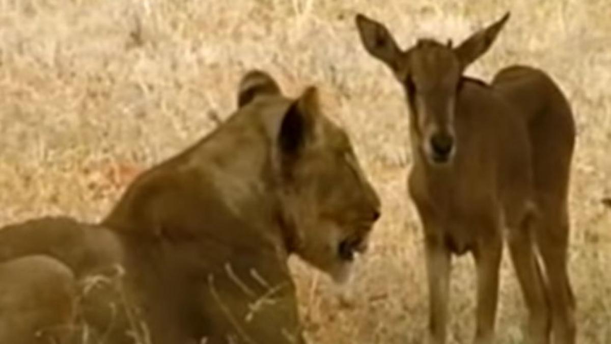 o altfel de iubire un leu a adoptat un pui de antilopa foto video