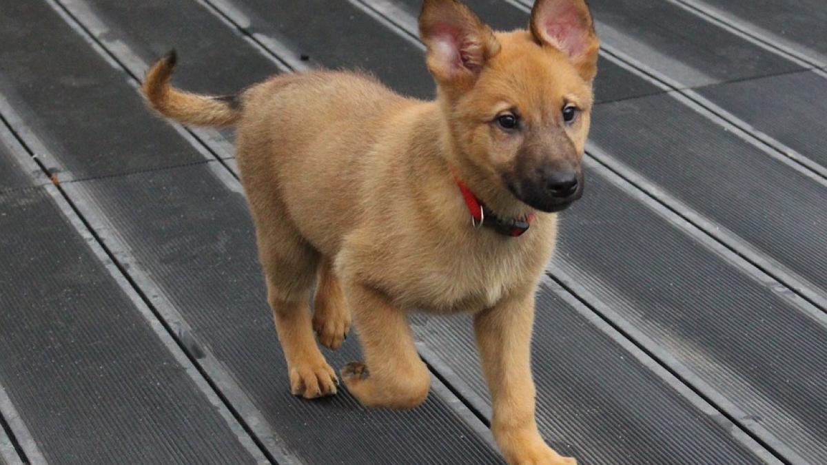 un barbat si a lasat cainele in masina in plina canicula cu aerul conditionat inchis care a fost