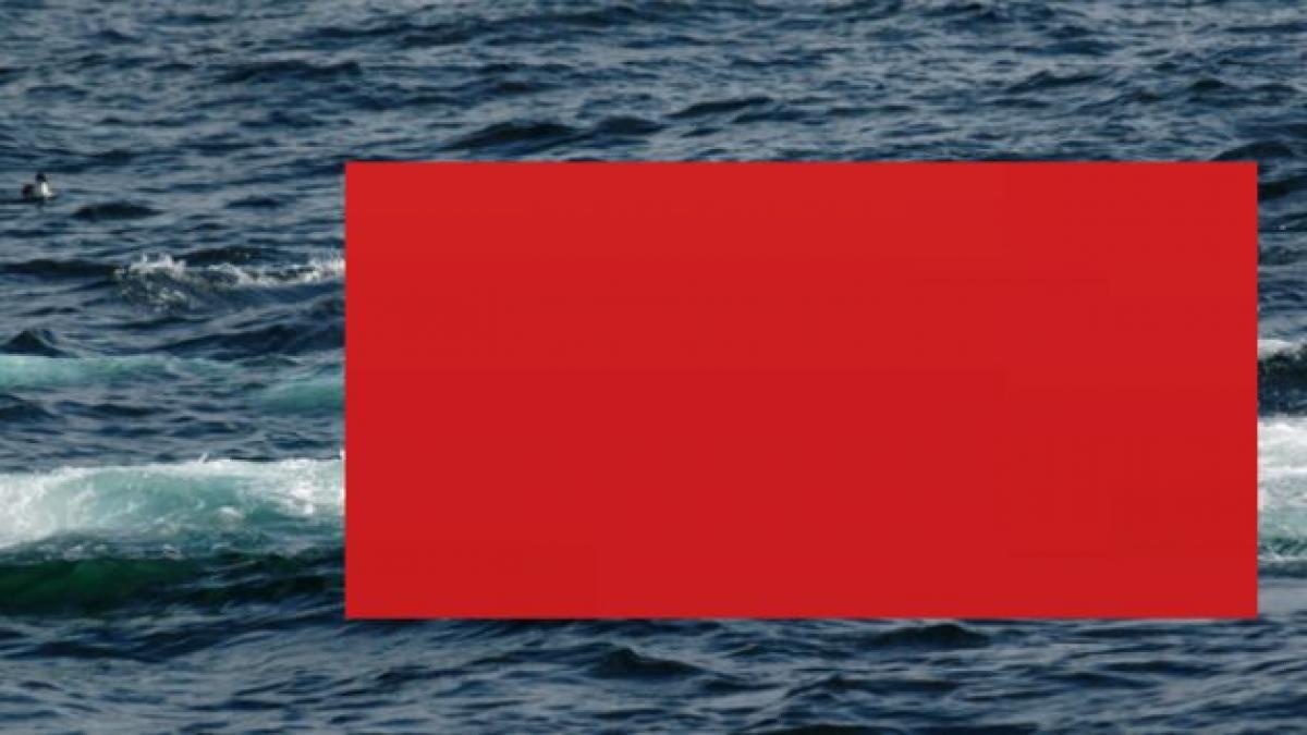 au transformat marea intr o baie de sange dupa ce au ucis 1000 de balene foto in articol