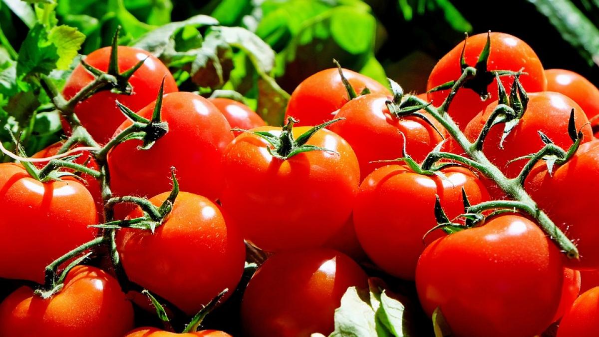 cat cheltuie guvernul cu programul de tomate pentru agricultori
