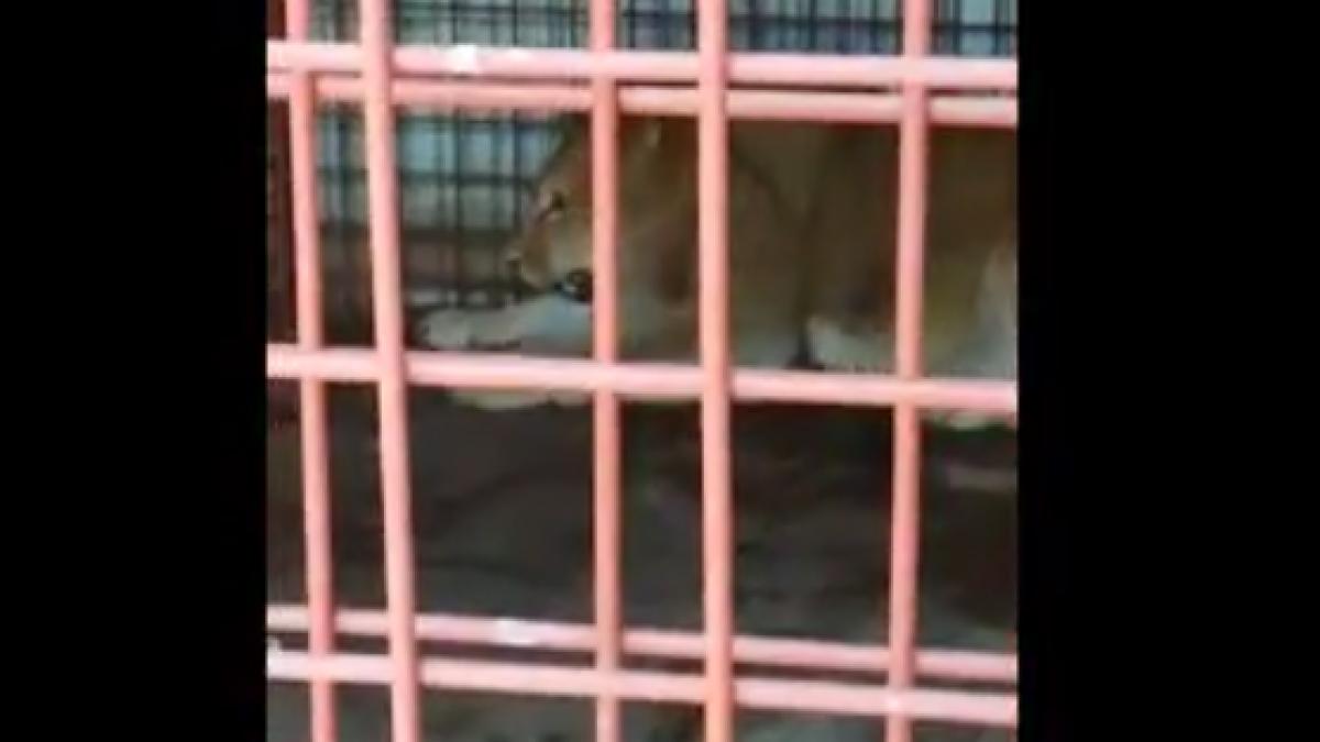 un barbat din targoviste crestea doi lei in spatele casei decizia luata de autoritati video