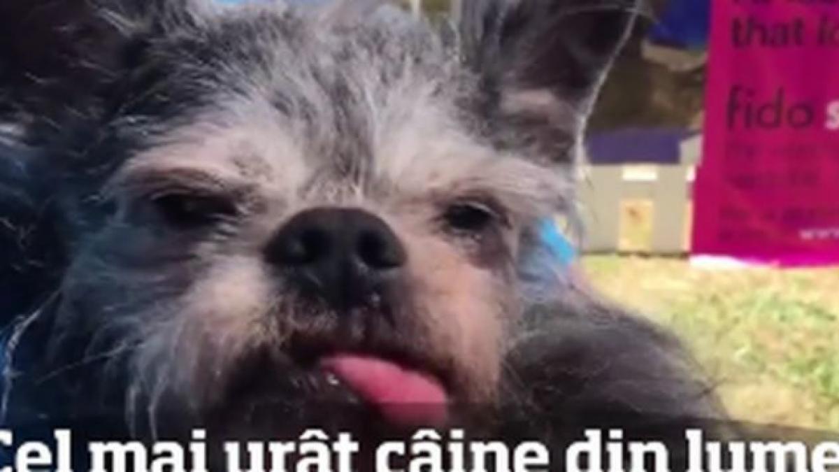 cum arata cel mai urat caine din lume
