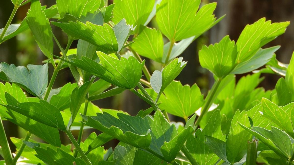 ce se intampla daca mananci zilnic leustean este un remediu eficient intr o multitudine de boli