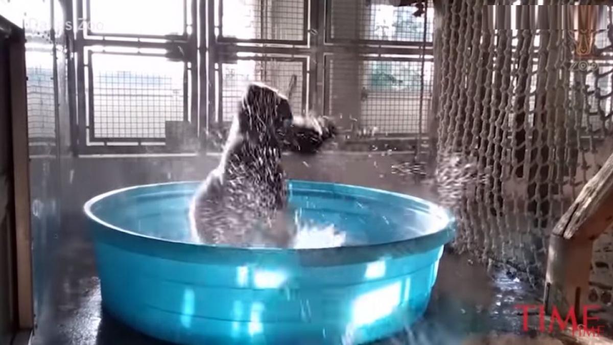 gorila zola nascuta pentru a fi dansatoare video