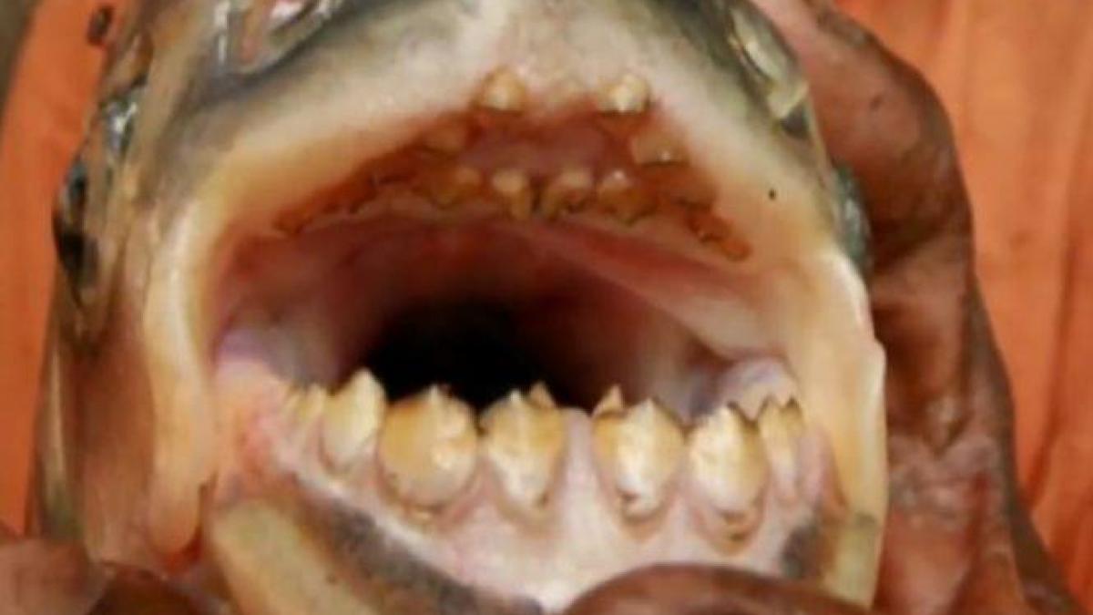 o creatura cu dinti de om a muscat un pescar din drobeta turnu severin nu am vazut in viata mea asa