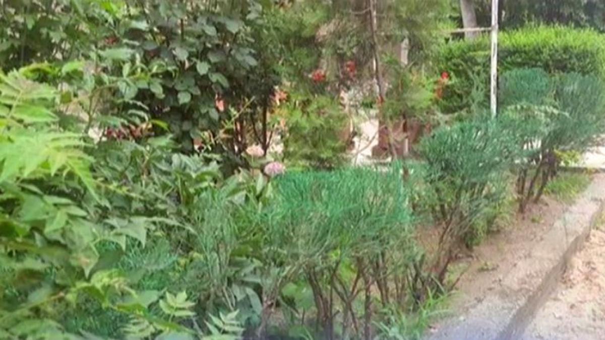 se intampla in romania un gard viu ofilit a fost inviat cu vopsea verde