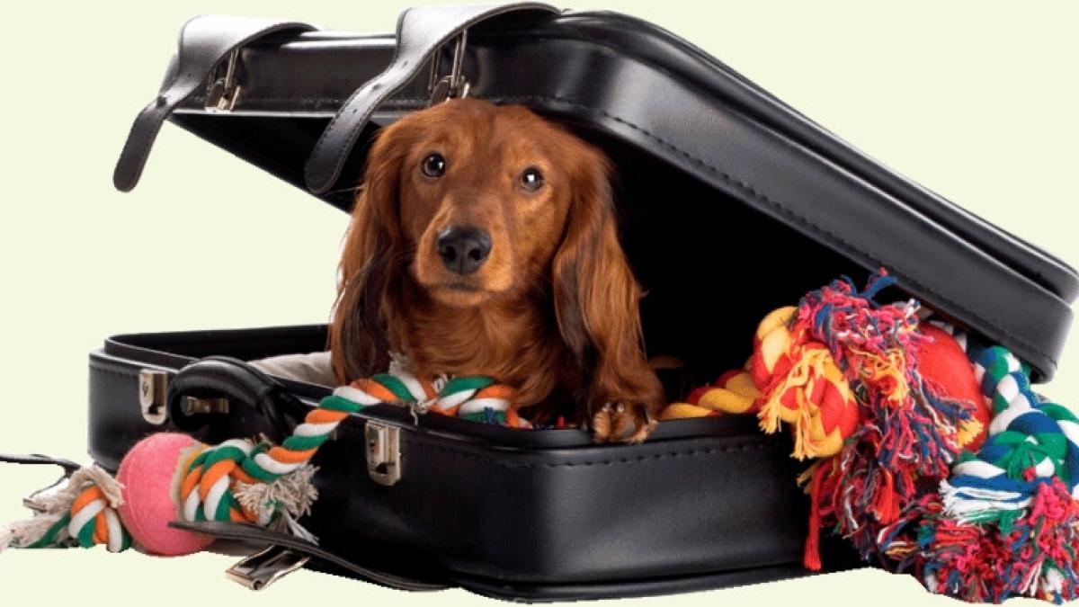 transportul cainilor in afara tarii cu avionul trenul autocarul vs autoutilitare firme specializate