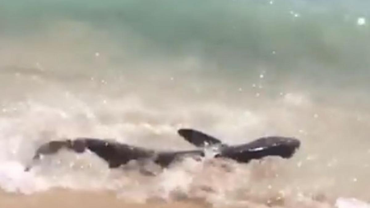 turistii aflati pe o plaja din mallorca au filmat un rechin in timp ce se zbatea la mal ce s a