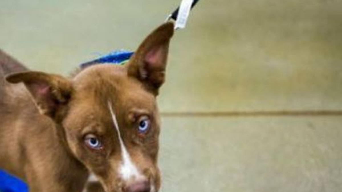 erau 40 de grade afara si a vrut sa si protejeze catelul ce a facut barbatul animalul nu a fost