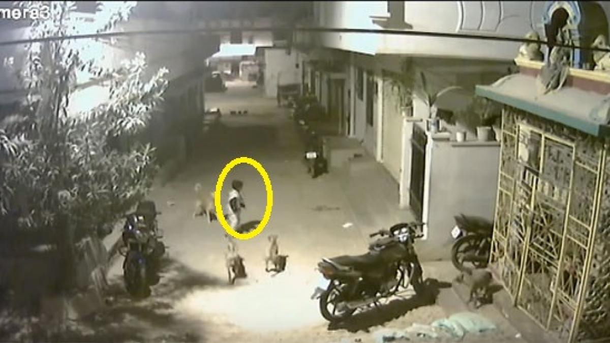 un copil de cinci ani este incoltit de mai multi maidanezi ce idee are ca sa scape nevatamat de