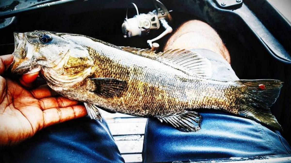 a prins un peste urias insa cand s a uitat in gura lui a avut un adevarat soc este uluitor ce a