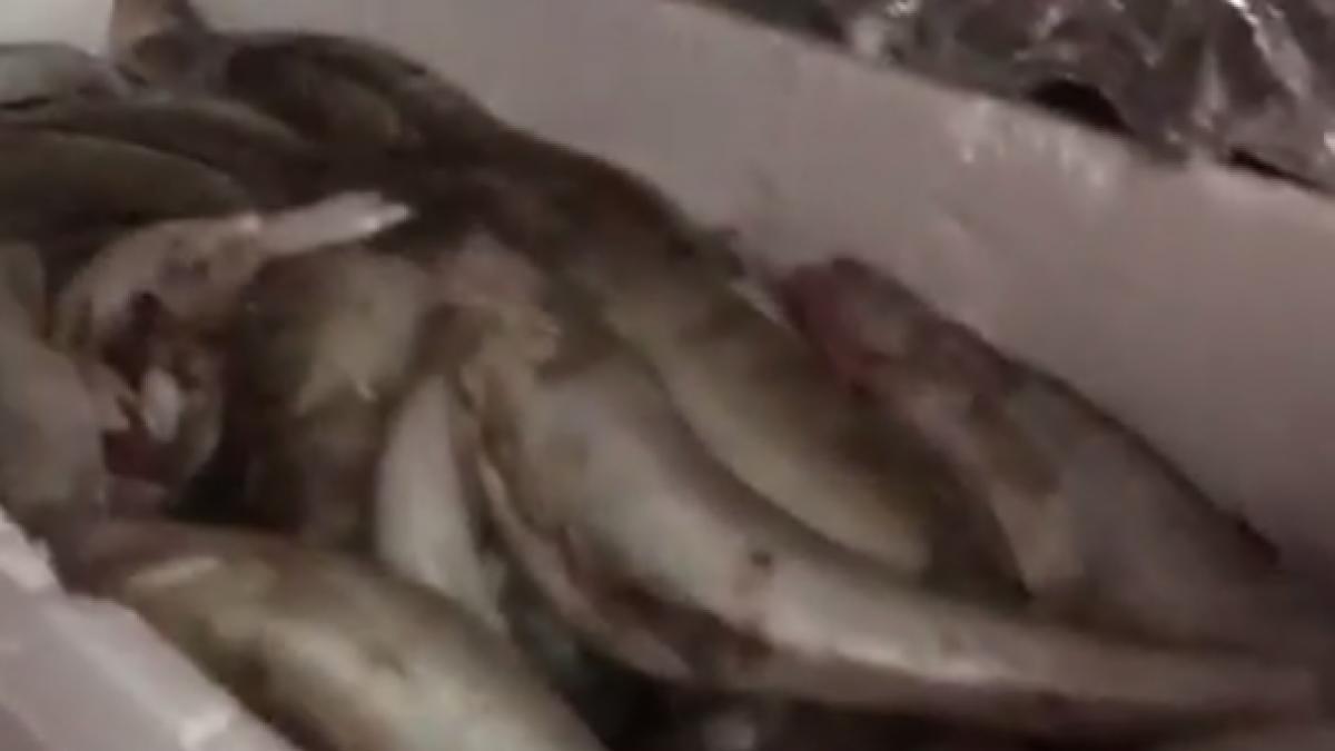 patronul unui depozit din constanta a fugit cu pestele expirat in timpul unui control opc video