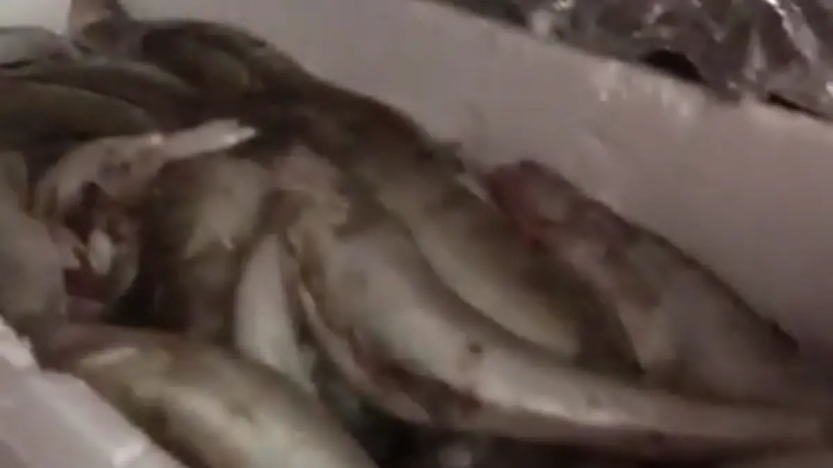 patronul unui depozit din constanta a fugit cu pestele expirat in timpul unui control opc video