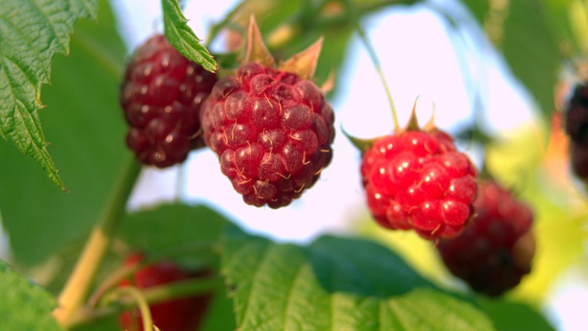 cum a dat lovitura un producator de zmeura oferta culegi cat poti mananci cat vrei pe plantatie