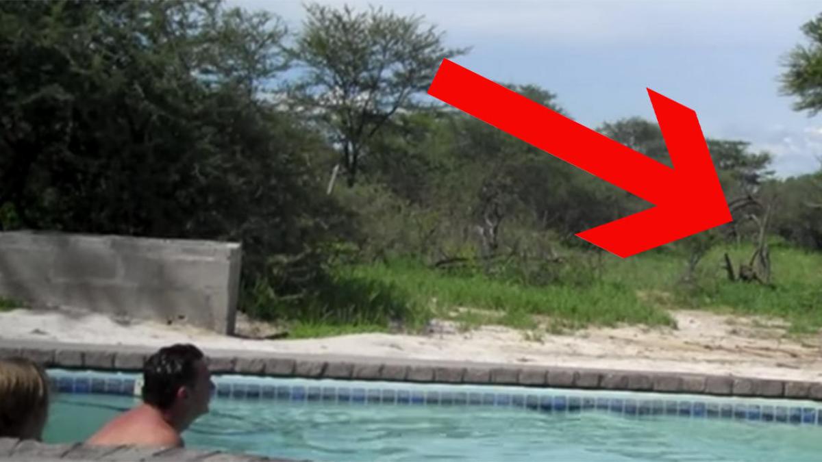 faceau baie in piscina cand au vazut ca ceva se apropie incet de ei au incremenit cand si au dat