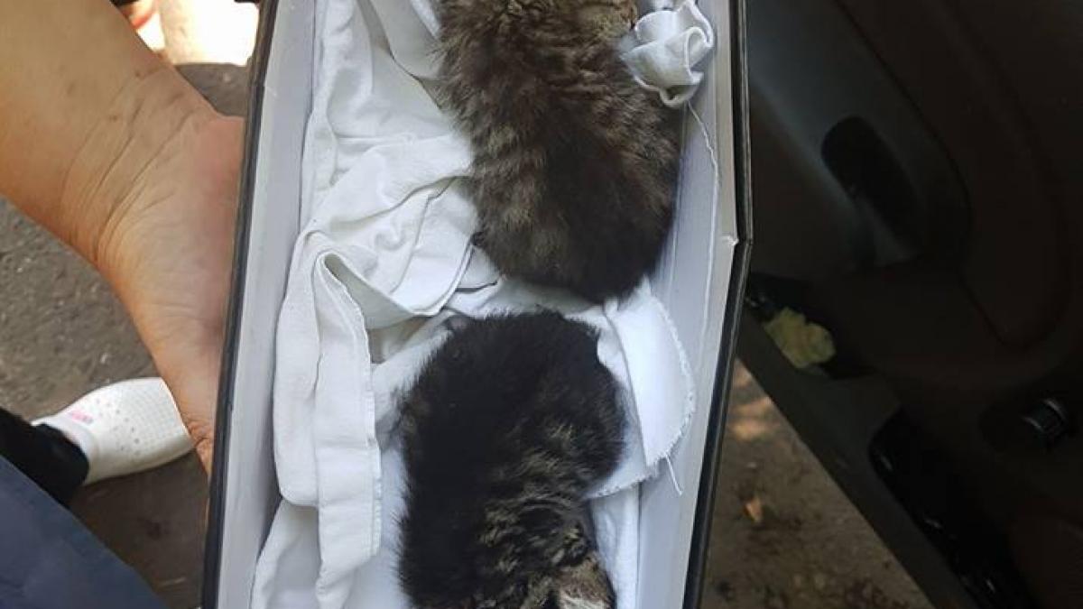 doi pisoi abandonati gasiti intr o cutie de pantofi pe o strada din bucuresti micutii au nevoie de