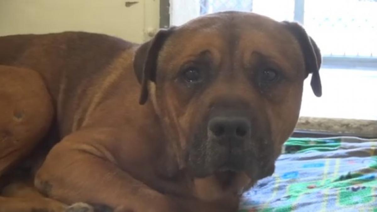 ti se rupe sufletul un caine nu se poate opri din plans dupa ce isi da seama ca a fost abandonat