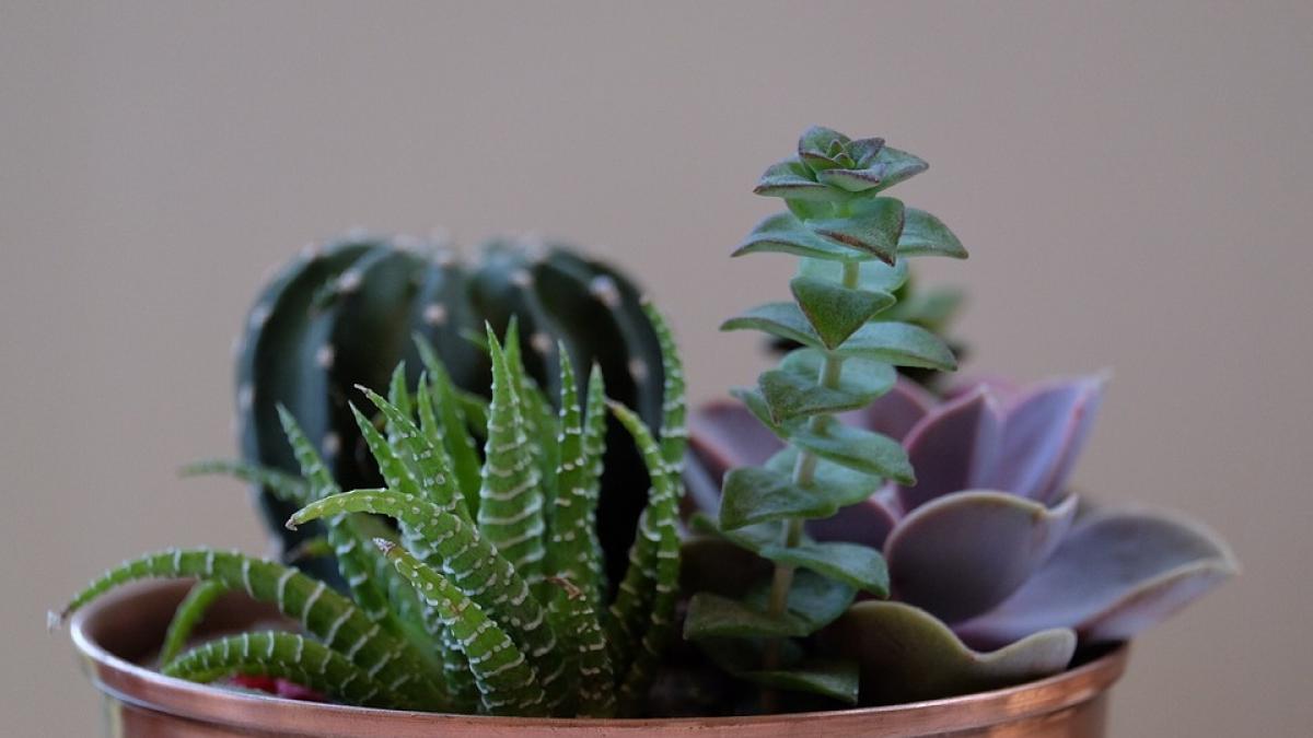 pana acum ai gresit locul din casa in care sa nu mai pui niciodata ghivecele cu plante