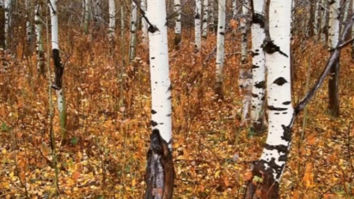 cel mai tare test de atentie oamenii care vad din prima animalul din aceasta poza au un iq ridicat