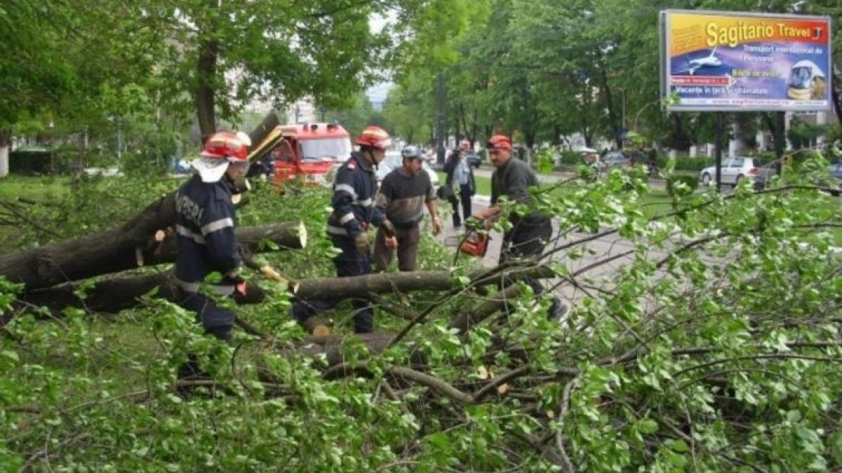 un copac a cazut peste un biciclist momente ingrozitoare in bucuresti