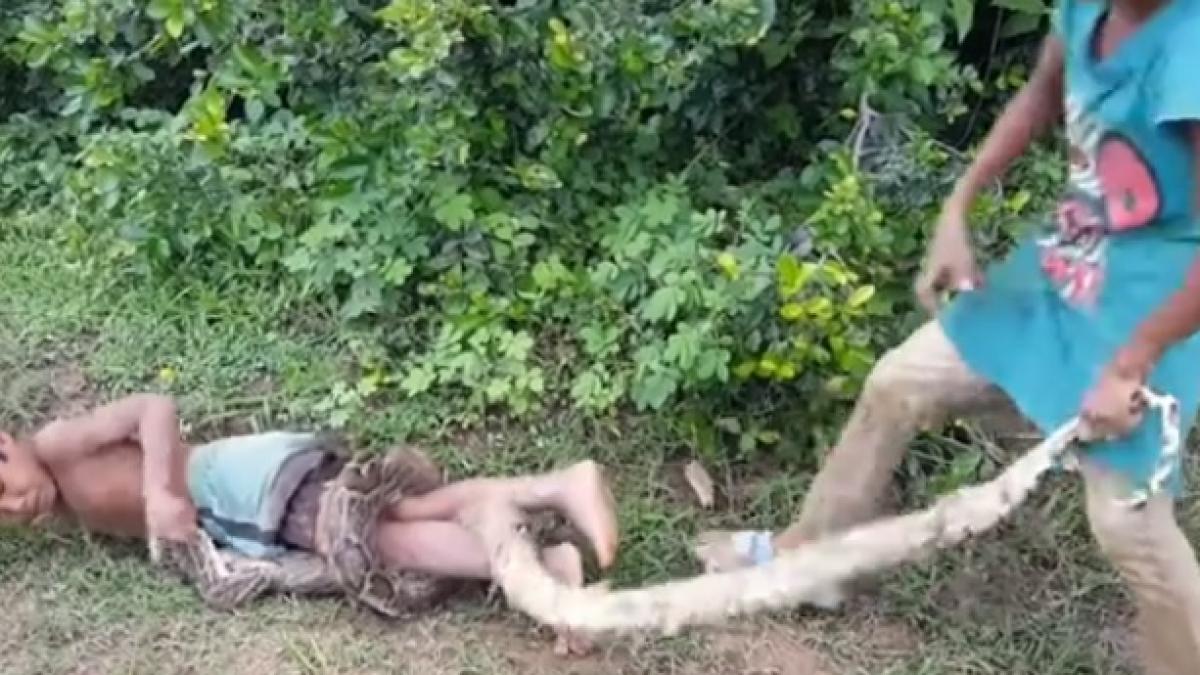 un sarpe strange cu putere trupul unui baietel in timp ce sora lui sare sa l ajute cum s a terminat