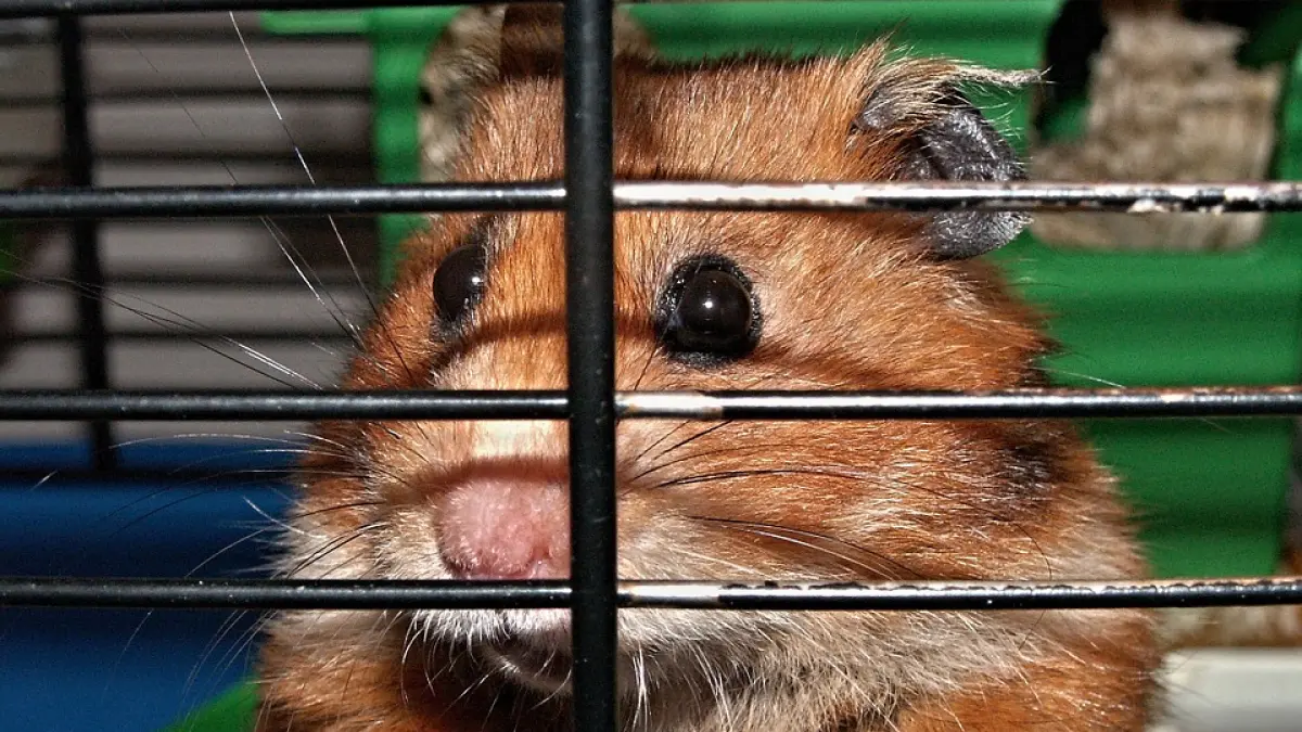 hamsterul ei nu se mai misca de trei zile nu manca si nici nu bea apa asa ca a decis sa l duca la