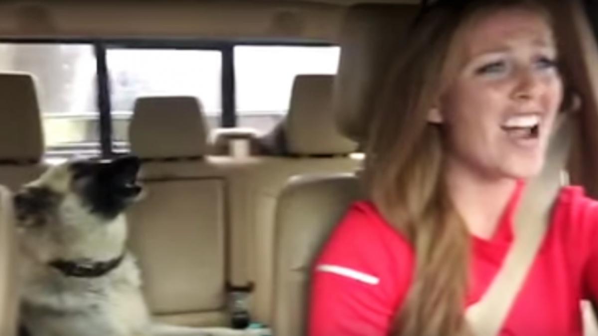 cand la radio incepe piesa lui preferata acest caine face senzatie clipul a devenit viral imediat