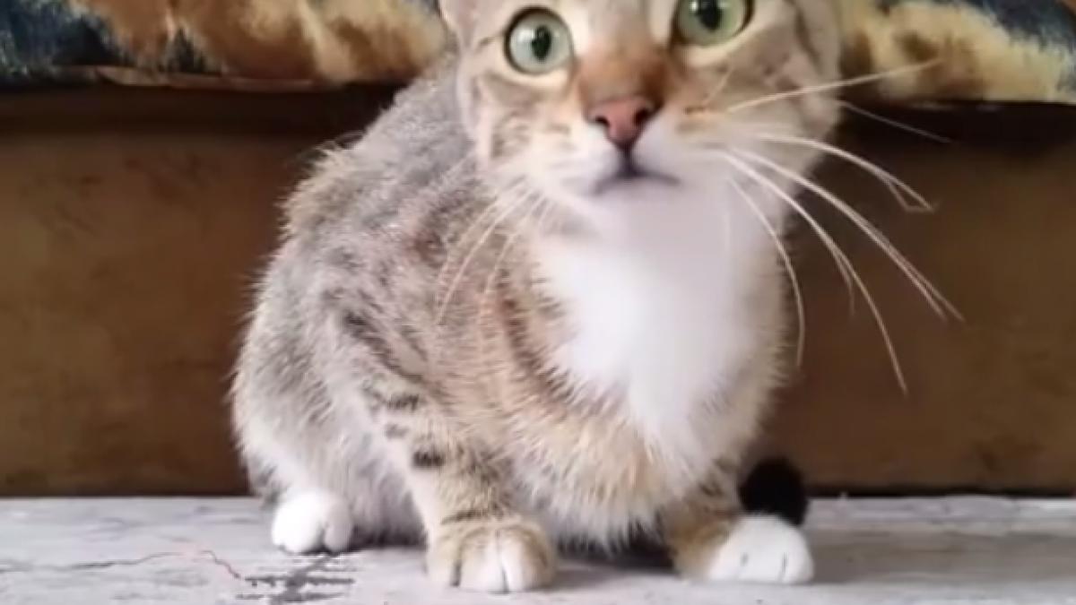 o pisica a fost surprinsa de stapani in timp ce se uita la un film de groaza reactia felinei a