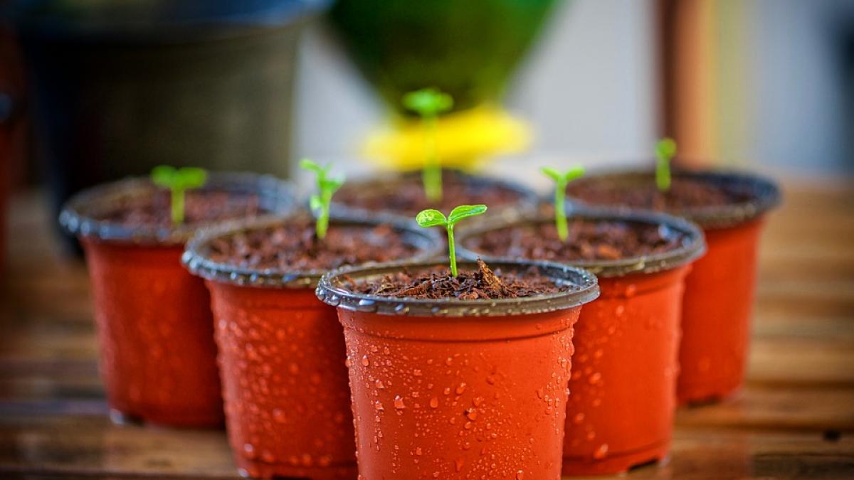 a pus paine in ghiveciul florilor dupa cateva zile efectul e surprinzator