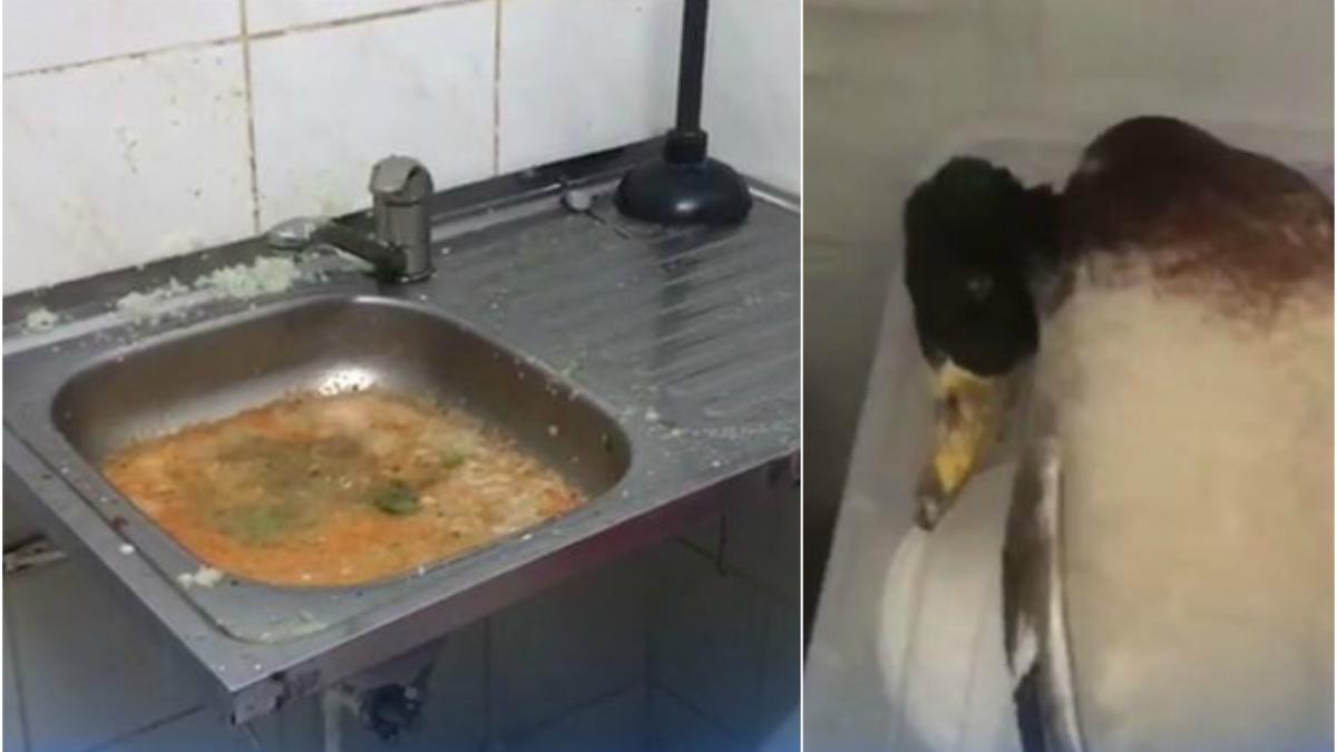 bomba pentru sanatate rata cu pene congelata si ciorba in chiuveta pentru turisti