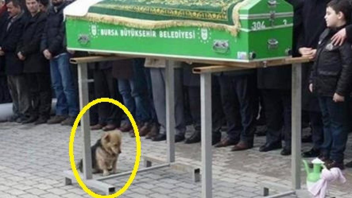 iti frange inima un caine extrem de trist s a asezat langa sicriu ce a urmat dupa incheierea