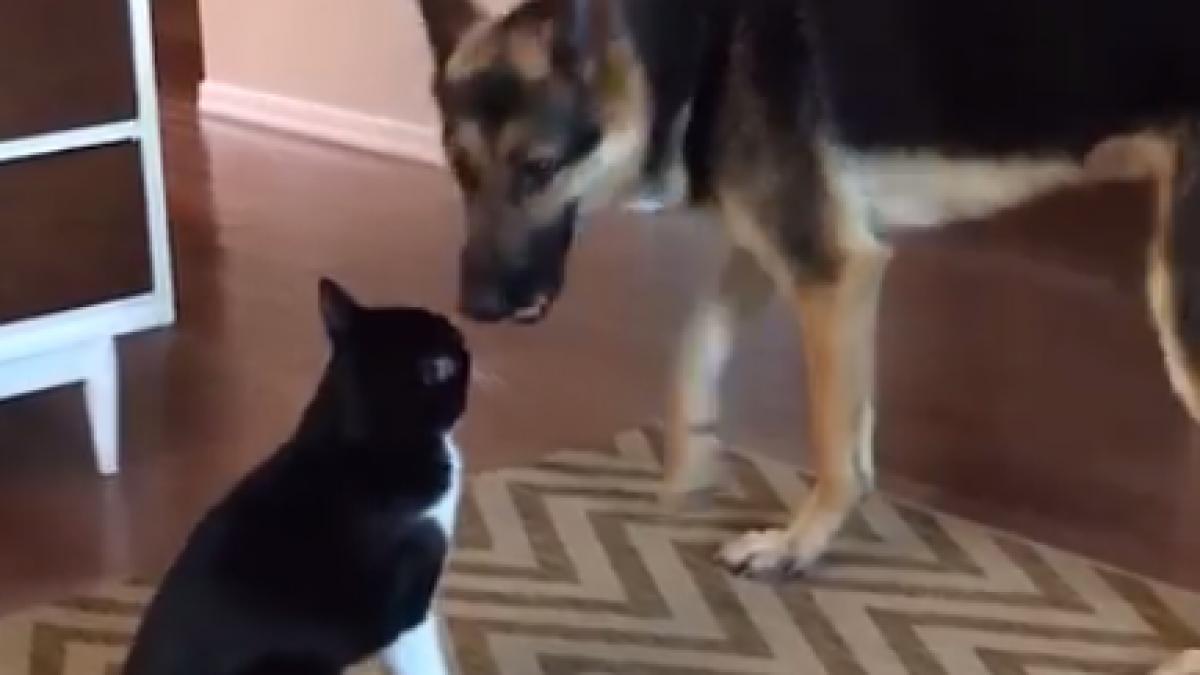 pisica a inceput sa l atace pe cainele familiei in momentul cand acesta a vrut sa se apropie de ea