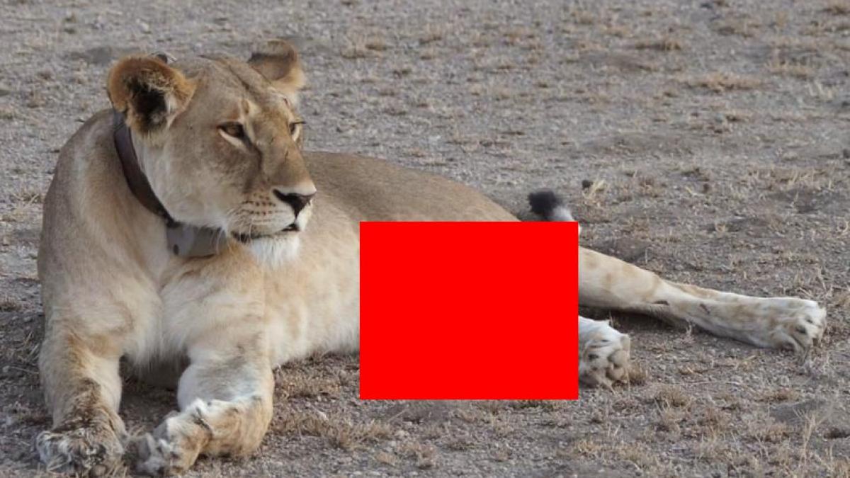 imagine unica este un caz fara precedent ce facea aceasta leoaica in salbaticie foto