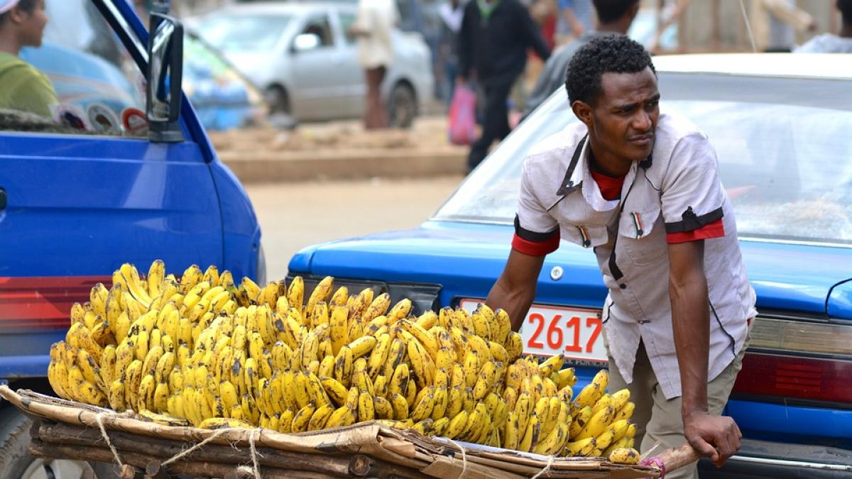 oamenii de stiinta au creat un tip de banana care ar putea salva mii de vieti in fiecare an