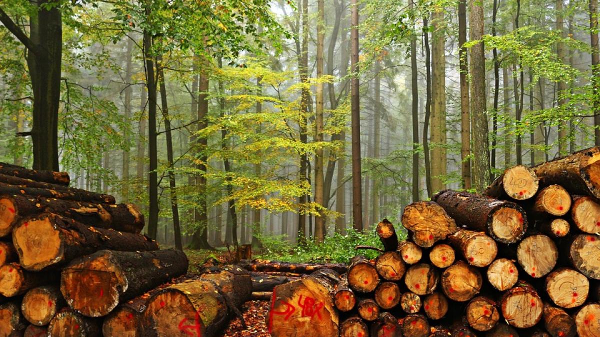 ministru cheie al guvernului tudose plangere penala dupa taierile ilegale de paduri