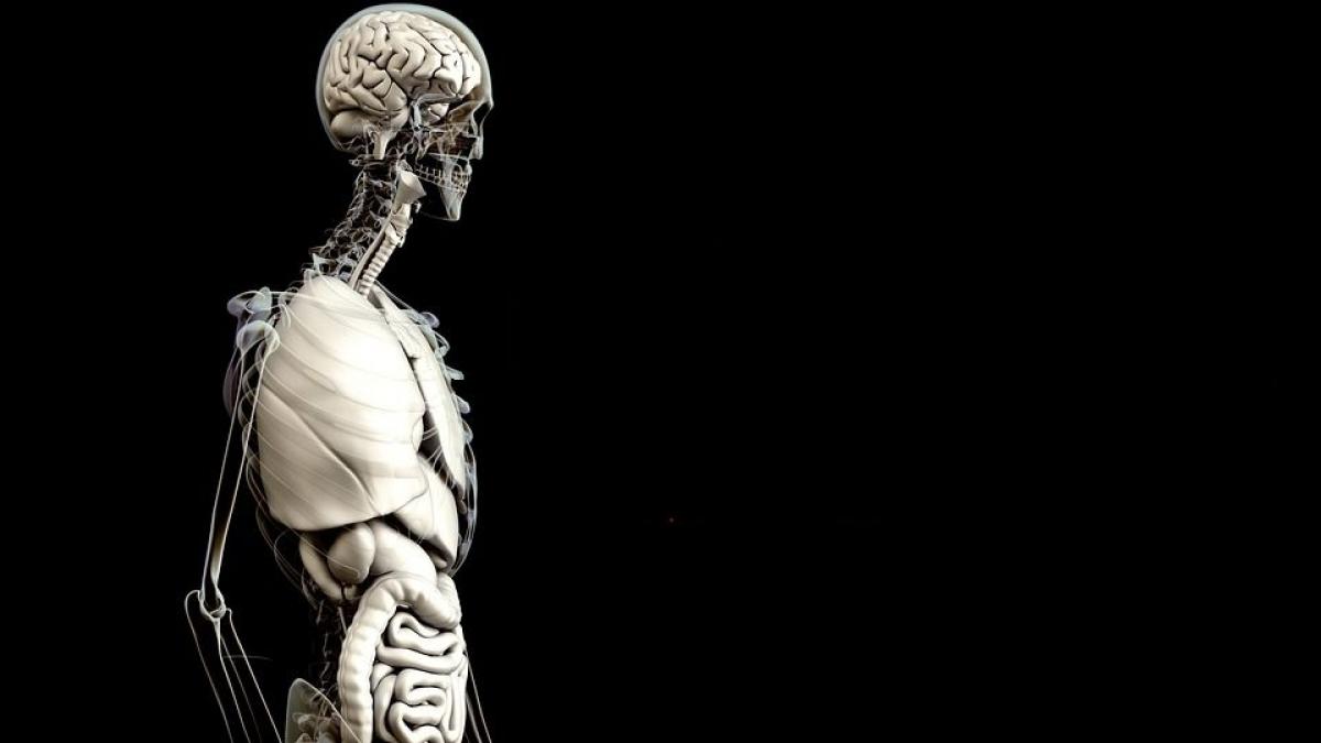 cum am arata daca nu am avea oase o balta de jeleu