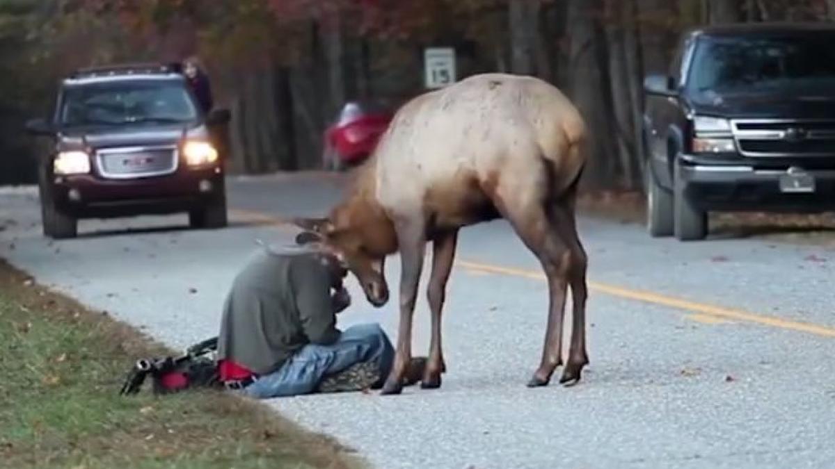 a vazut un elan pe marginea drumului si a oprit sa faca o poza ce s a intamplat dupa ce s a dat jos