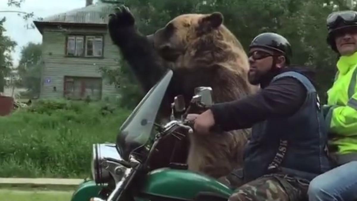 pericol pe sosele plimba ursul cu motocicleta video