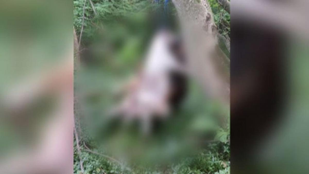 descoperire macabra intr o padure din valcea mai multi caini au fost ucisi si lasati in copaci