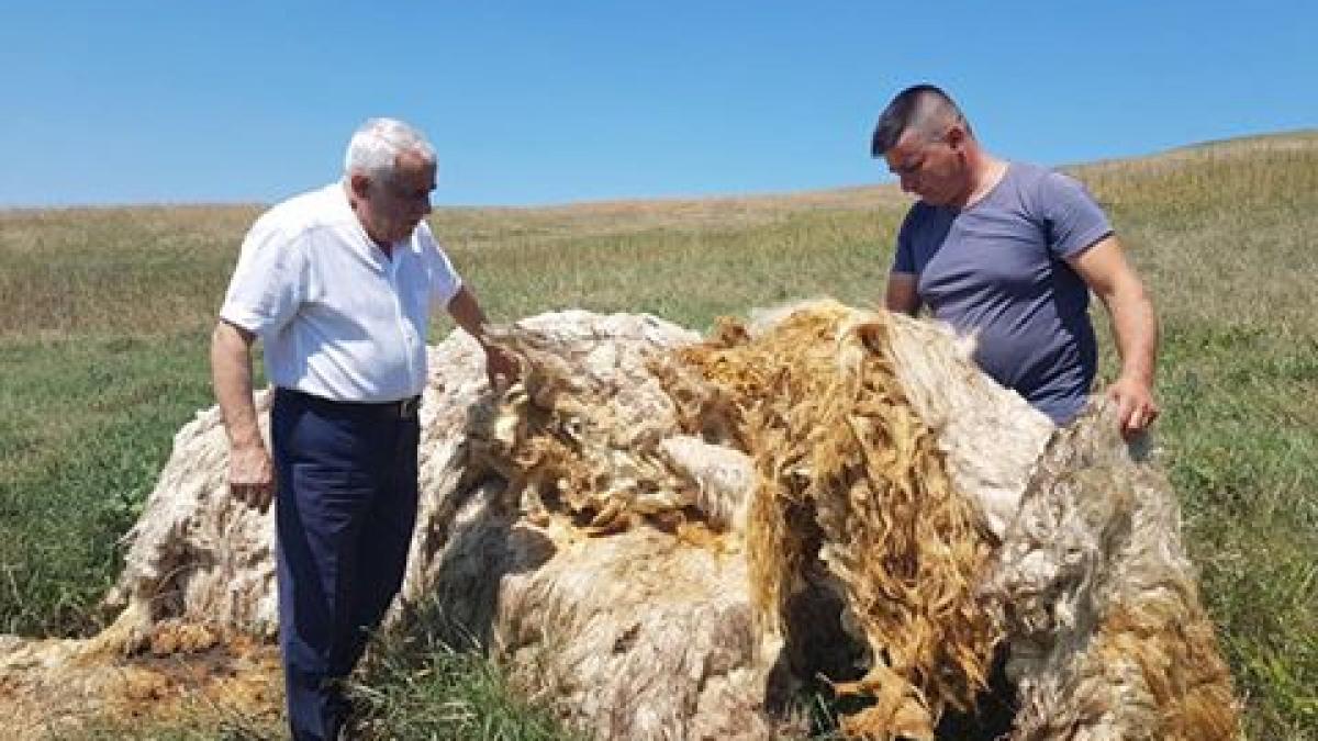 ministrul agriculturii petre daea lovit din nou de blestemul oii