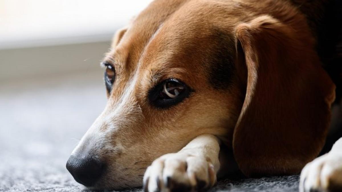 prietena i a spus sa scape de caine eu sau catelul asa ca el a postat acest anunt care a uimit pe