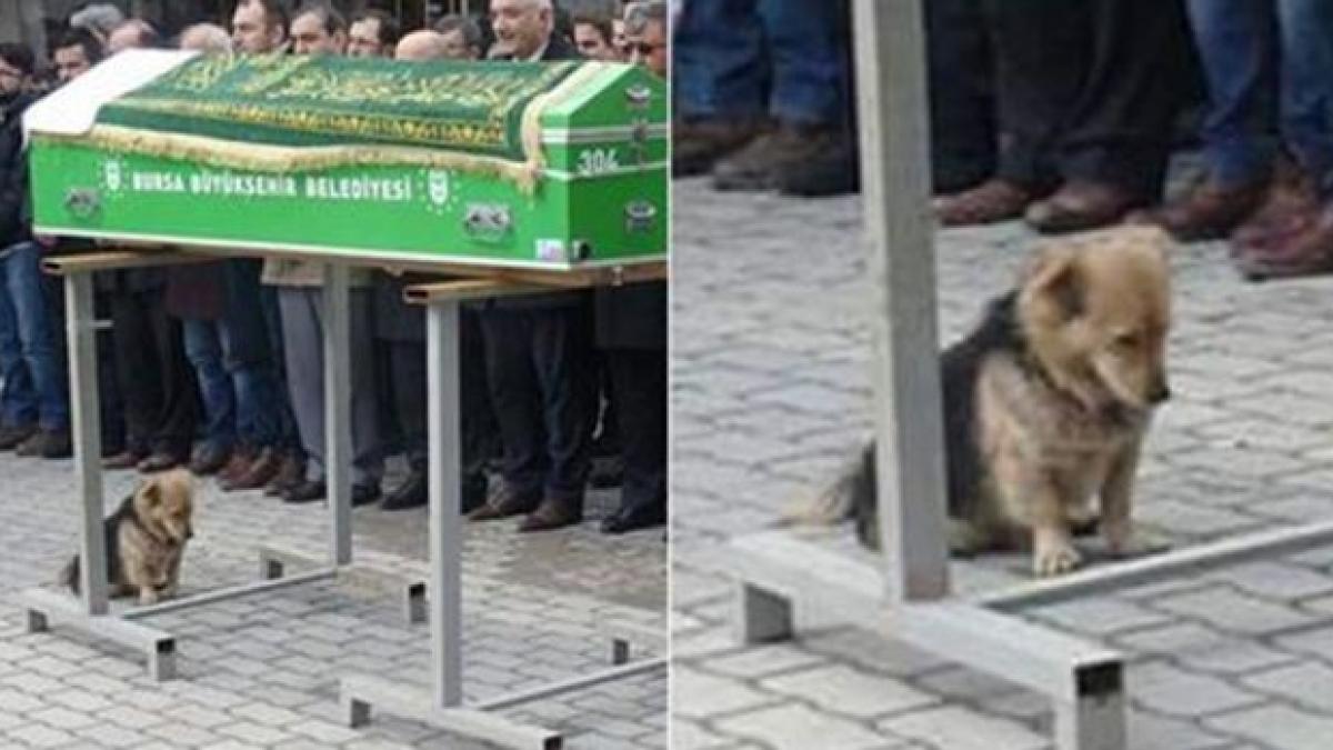 mehmet avea 79 de ani cand a murit dupa o suferinta indelungata la inmormantare cainele lui iubit s