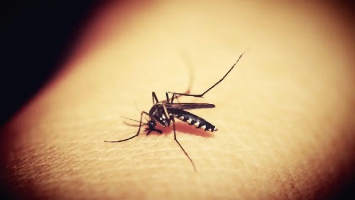 alerta in teleorman doua persoane sunt suspectate de meningita west nile