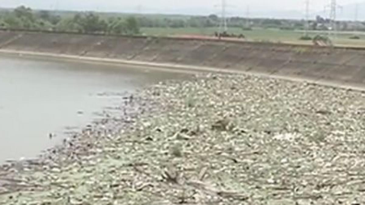 animale moarte fiare vechi si gunoi in raul olt apa a devenit un focar de infectie