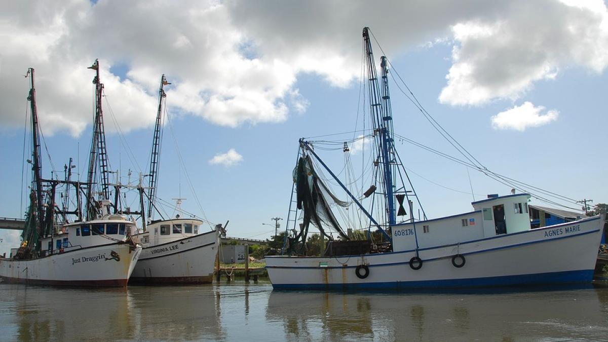 peste 80 din localurile de pe litoral au in meniu peste din mediterana nu din marea neagra care